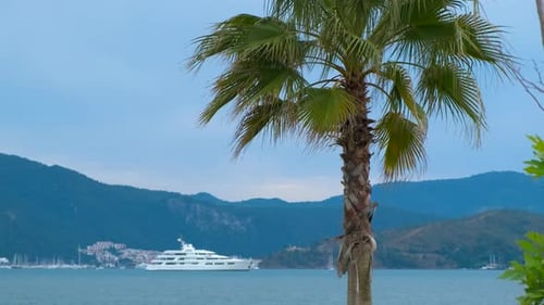 Palme gegen Luxusyacht