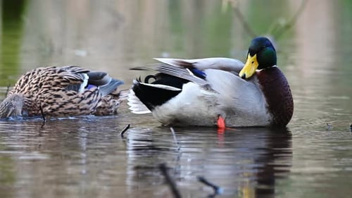 Male Mallard Duck Preening Feathers on Pond