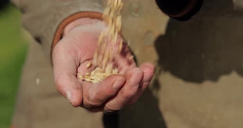 Farmer Carefully Inspecting Grains of Wheat in Sunlight
