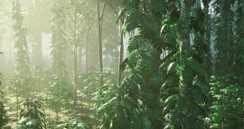 Serene Forest Landscape with Lush Greenery and Sunlight Filtering Through Trees