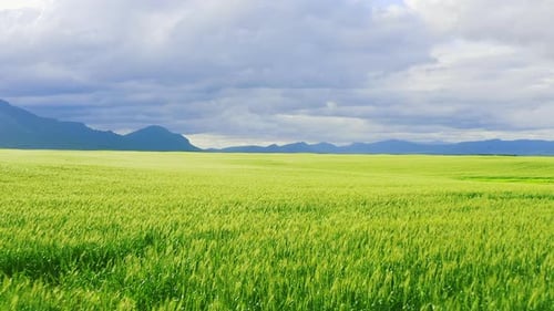 4k drone footage of a beautiful green field in the countryside