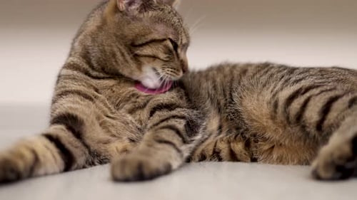 Tabby Cat Licks Fur While Lying Down Indoors