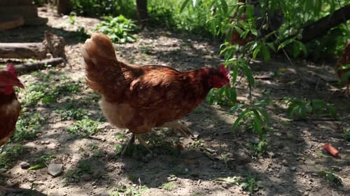 Viele rote Hühner an einem Sommertag im Dorf