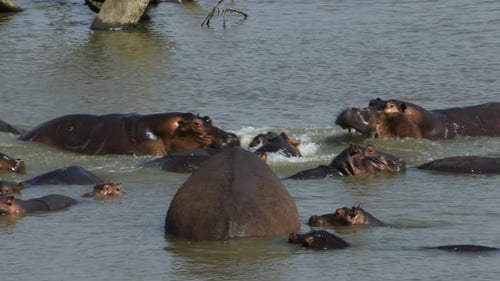 Hippo mating: Surrounded by other hippos, a large male hippo has mounted a female in a river. This m
