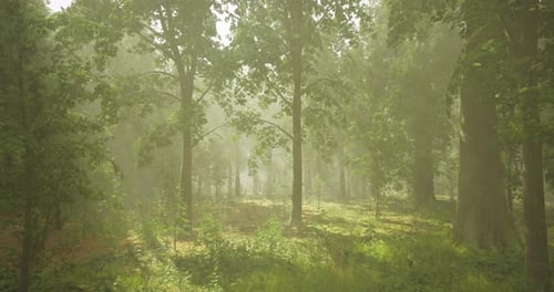 Misty Forest Landscape with Sunlight Filtering Through Tall Trees