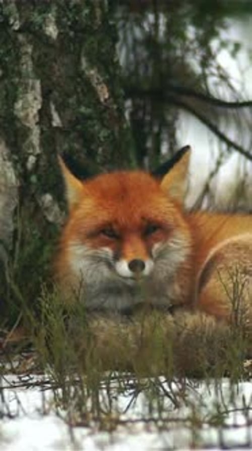 Vertical View Of Fox, Wildlife in Deep Forest