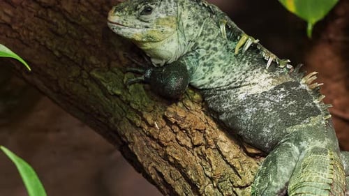 The Utila Iguana (Ctenosaura bakeri) resting on a tree branch in its natural habitat.