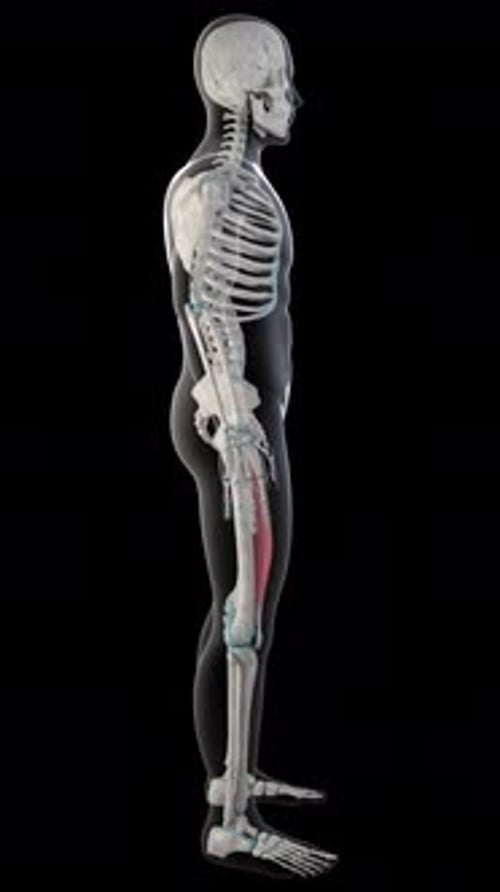 Vastus Medialis Muscles On Whole Human Body Vertical Video