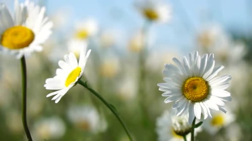 Chamomile White Daisy Flowers in a Field of Green Grass Sway in the Wind at Sunset Chamomile Flowers