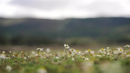 Shallow depth of field shot of a White Daisy (Daisy Asteraceae) Frame Centered on a Field of White D
