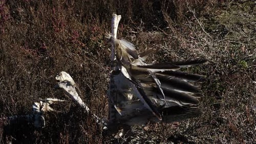Dead bird on the side of the natural park lagoon, bones and feathers, environmental pollution