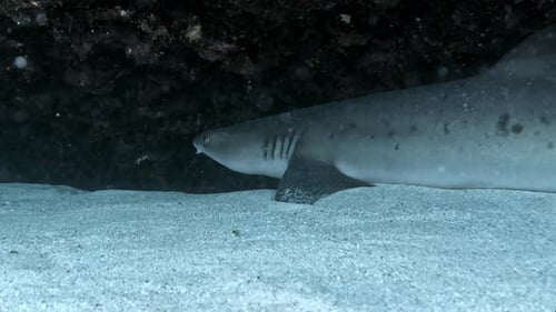 A Whitetip Reef Shark Resting On White Sand. - underwater shot