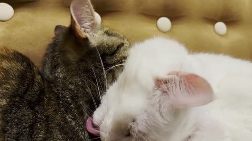 Beautiful Domestic Cats Licking Each Other with Tongues at Home Cute Kittens Taking Care of a Fur