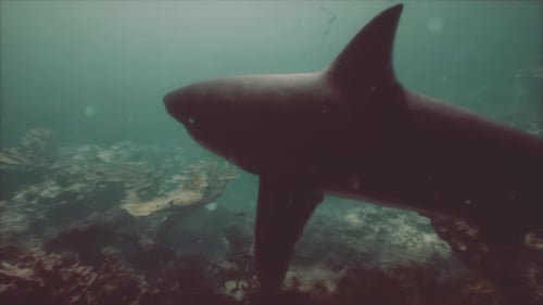 Great White Shark Swimming Among the Reefs