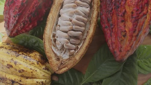 Fruta de cacau fresca com feijão e folhas de cacau em uma mesa de madeira.