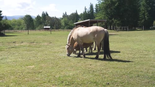Corral with mares and horses eating grass. Nice farm in the middle of the forest. Full shot.