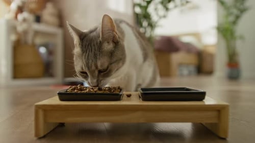 Cat Eating Dry Food from Dishes on Wooden Stand