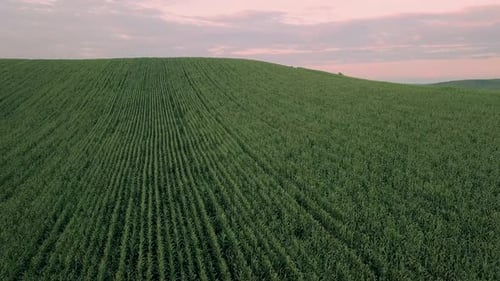 Aerial footage over a large corn field before sunset on a summer day