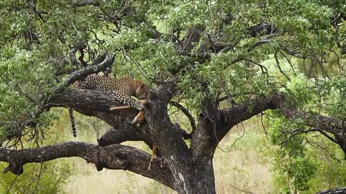 Leopard in Kruger National park, South Africa