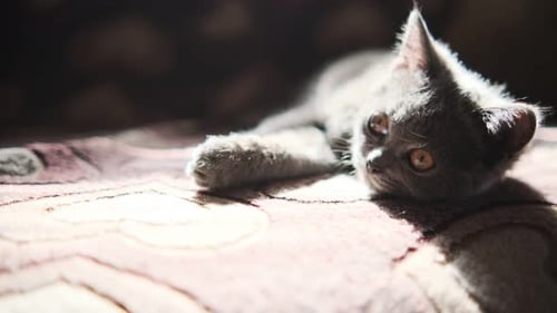 Resting Gray Kitten on a Patterned Blanket