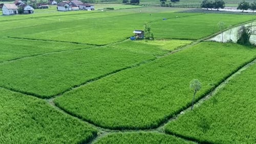 Background of green rice in rice fields. Aerial view of rice fields in the afternoon.