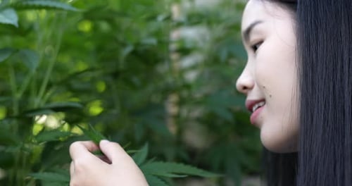 Young woman smile while touching on green leaves of cannabis