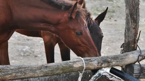 Horses Drinking Water at Rustic Wooden Trough
