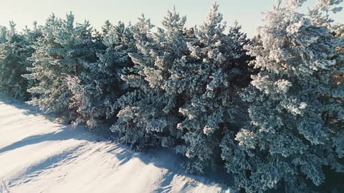 Winter Wonderland Captures Serene Snowcovered Landscape with Frosted Trees