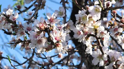 White Almond Blossoms with a Bee Collecting Nectar Under a Bright Blue Sky