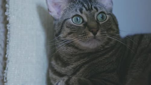 Domestic Adorable Grey Cat Rested On A Wool Fabric Cushion. - Close Up Shot