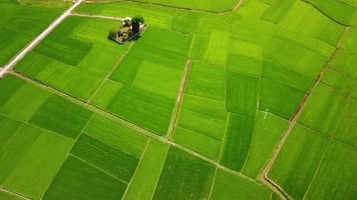 Aerial of Paddy Field Landscape with Pathways and Sunrays Shining on Water