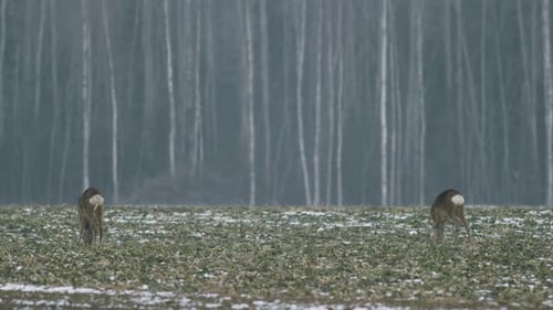 European roe deer flock eating on rape raps field in evening dusk