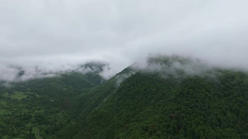 Forest with trees covered in fog. Misty Forest Covered in Clouds