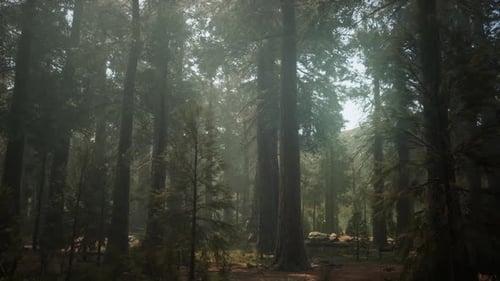 Sunset on the Giant Forest Sequoia National Park California