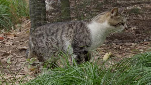 Tabby Cat Walking Through the Grass in Nature