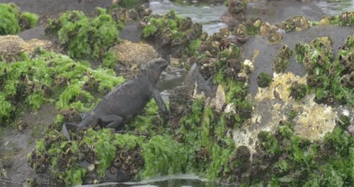 Marine Iguana