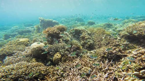 Colorful Fish Swimming Over a Healthy Coral Reef