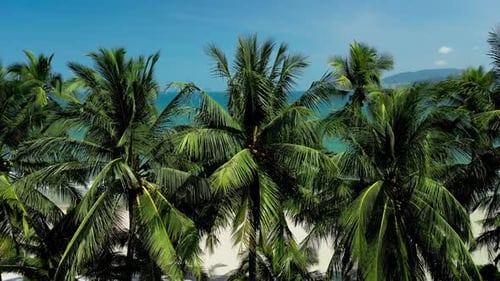 Tropical Sand Beach with Palm Trees in Sunset Sunrise Aerial Dolly Shot Flying Through Trunks