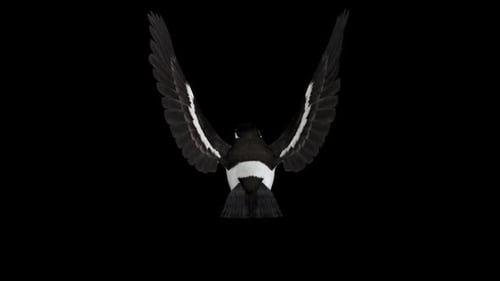 South East Asian Starling Bird - Indian Peid Mynah - Flying Loop - Back View CU - Alpha Channel