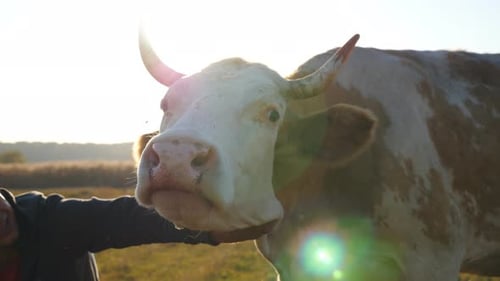 Cow Being Pet in a Sunny Field