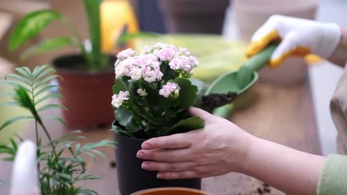 Planting Pink Flowers in a Pot