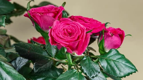 Pink Rose Plant Blooming Flower in Time Lapse on a Cream Yellow Background. Few Red Flowers Open Bud