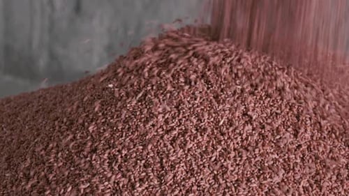 Wheat Treated With Fungicides