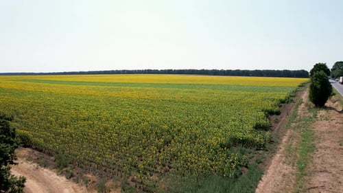 Luftaufnahme von Sonnenblumenfeldern, Bulgarien.