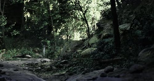 Exploring a Serene Forest Path with Lush Greenery and Natural Light