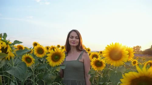Woman Walks Across Plantation Touching Blooming Sunflowers