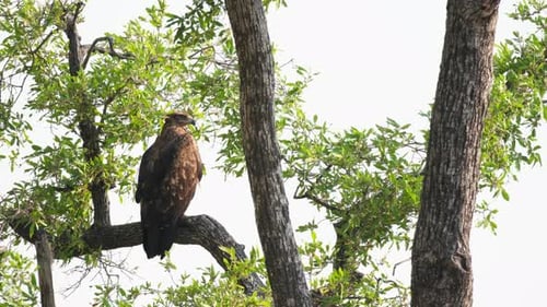 Majestic African Hawk Eagle Resting On Trees. Static Shot