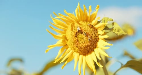 Busy Bees on Sunflower Selective Focuse Close Up Shot on Bees Collecting Pollen Making Honey Taking