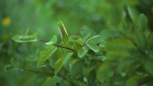 close-up of a flower plant on the street in a city park blooming flora