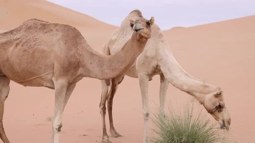 Two Middle Eastern Camels in the Desert in UAE